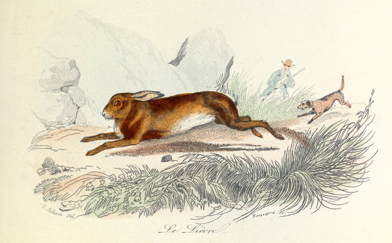 Illustration aus dem Buch "Gesammelte Werke von Buffon": Die Tiere: Der Hase von Unknown artist