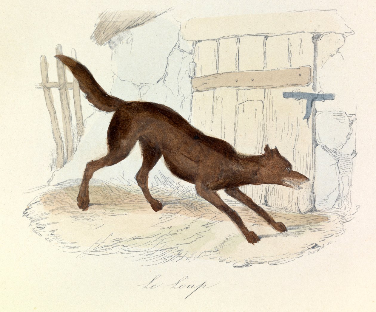 Illustration aus dem Buch "Gesammelte Werke von Buffon": Die Tiere: Der Wolf von Unknown artist