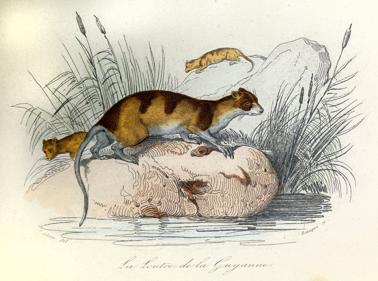 Illustration aus dem Buch "Gesammelte Werke von Buffon": Die Haustiere: Der Otter von Guiana (Gravur) von Unknown artist