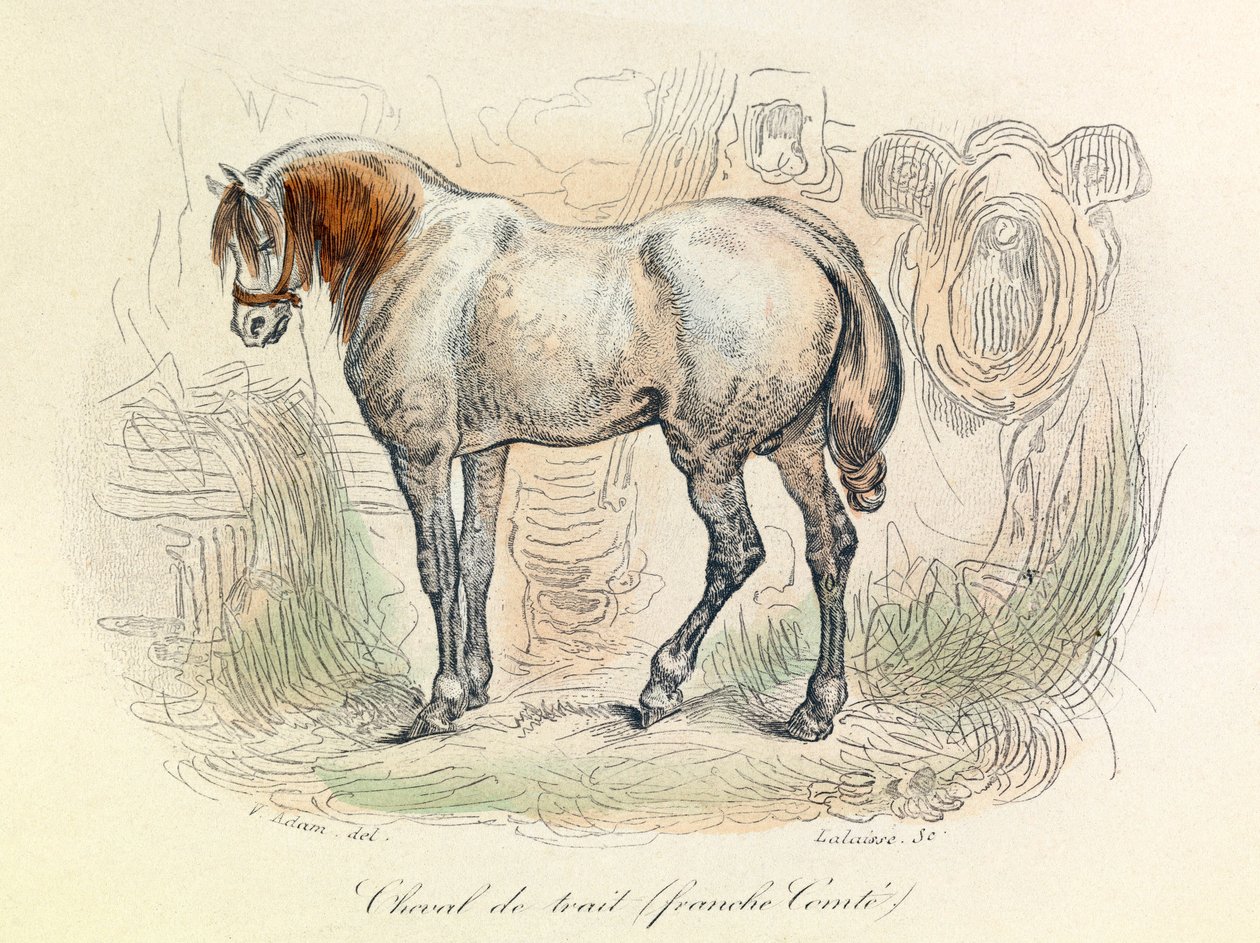 Illustration des Franc Comtois Pferdes, klassifiziert von Linné und Cuvier (Gravur) von Unknown artist