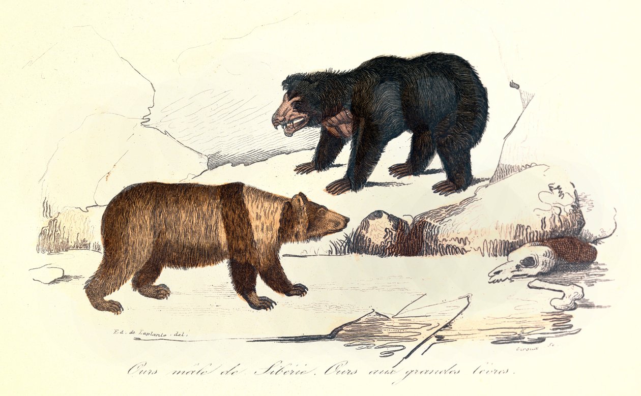 Illustration von Sibirischem Männchenbär und Bär mit großen Lippen, klassifiziert von Linné und Cuvier von Unknown artist