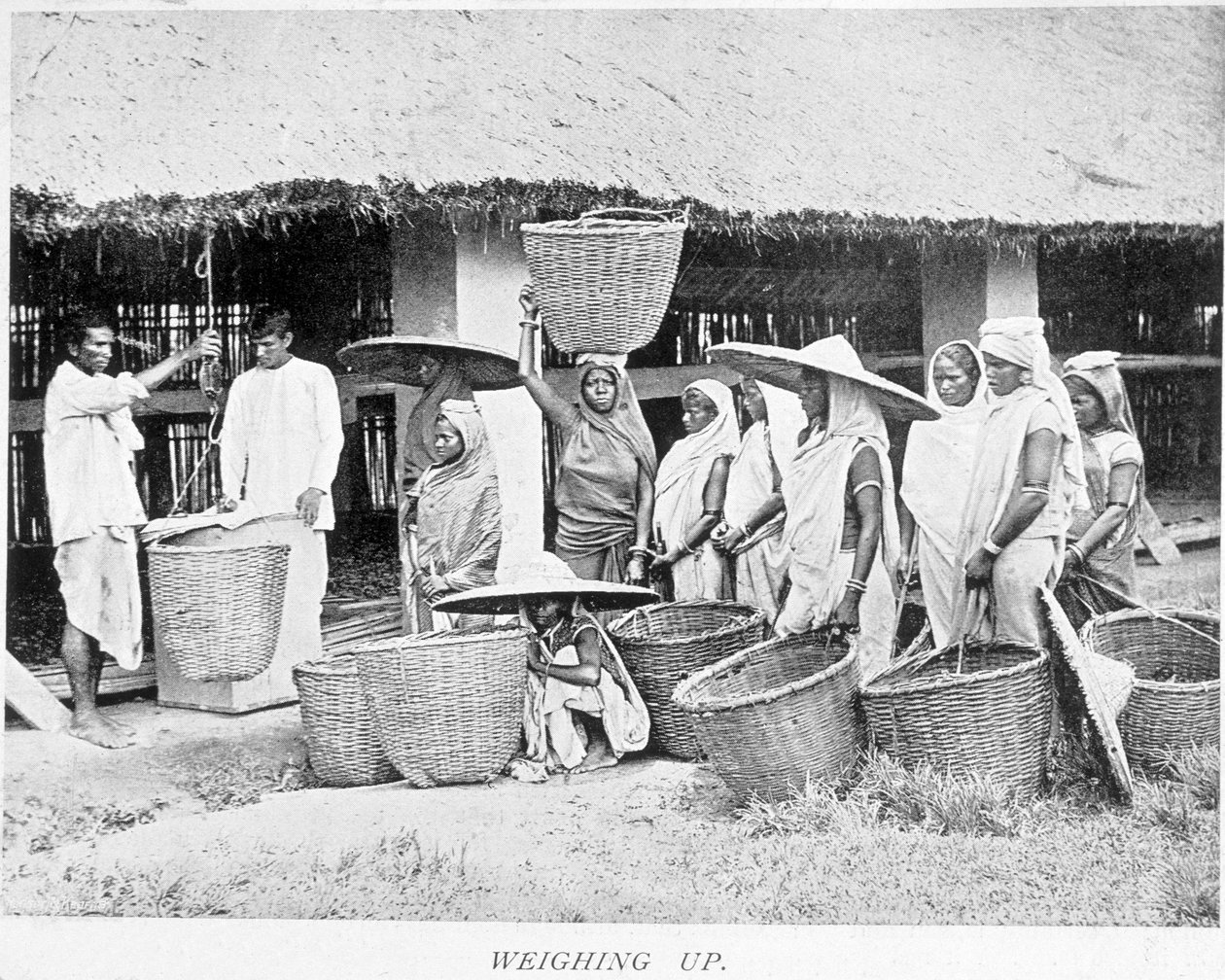 Teernte in Indien: Indische Bauern wiegen Tee von Unknown artist