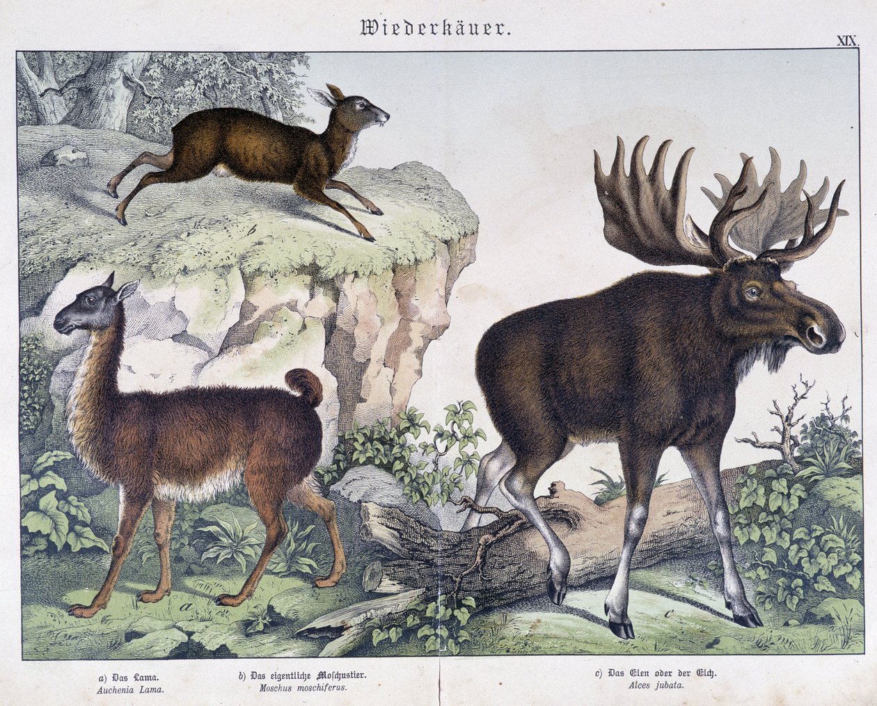 Lama, Elch (Moose) - in „Natural histories of mammals“, ed. Schreiber von Unknown artist