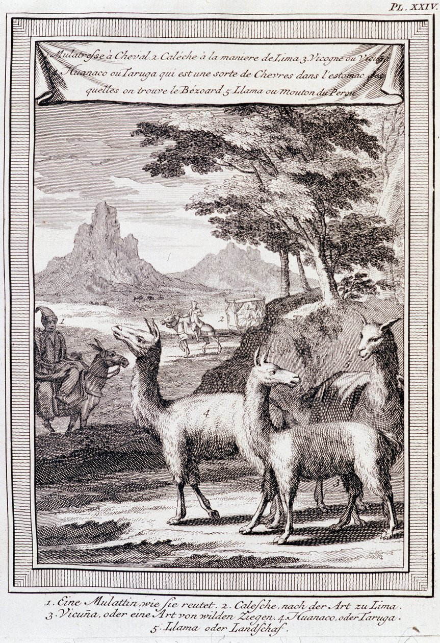 Lamas von Peru - in „Historische Reise durch Südamerika im Auftrag des Königs von Spanien“ von Don George Juan und Don Antoine de Ulloa, T.1, bei C.A. Jombert, Librairie du Roi, Paris von Unknown artist
