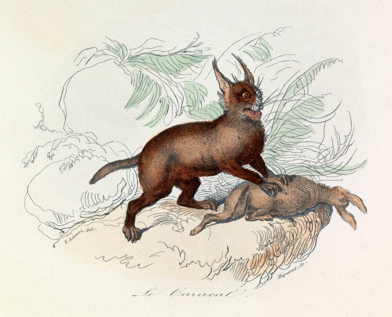 Der Karakal (Felis caracal) ist ein vierfüßiges Säugetier aus der Familie der Felidae (Gravur) von Unknown artist