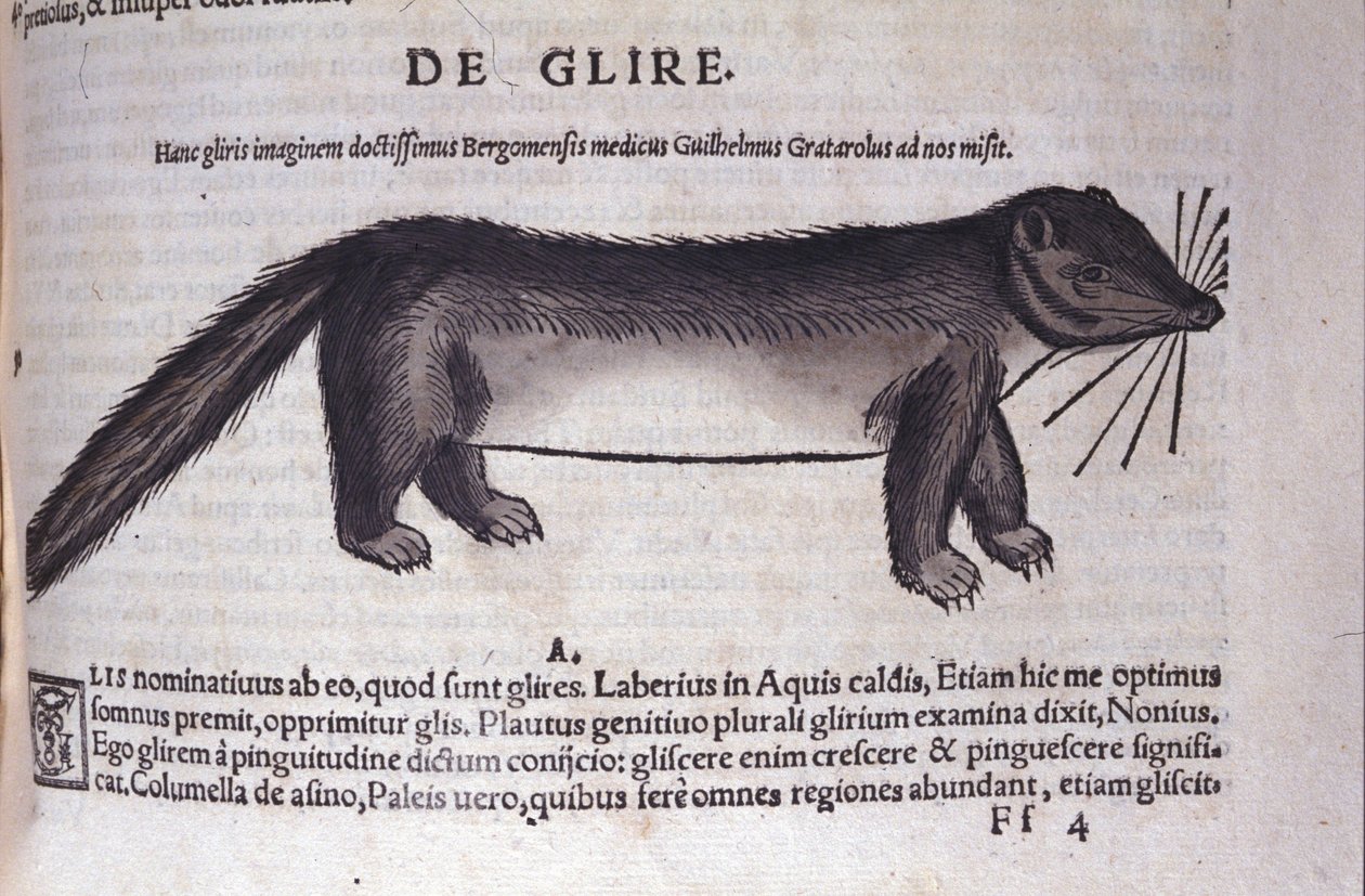 Der Siebenschläfer in Historia Animalium von Conrad Gesner (1516 - 1565), Tiguri von Unknown artist