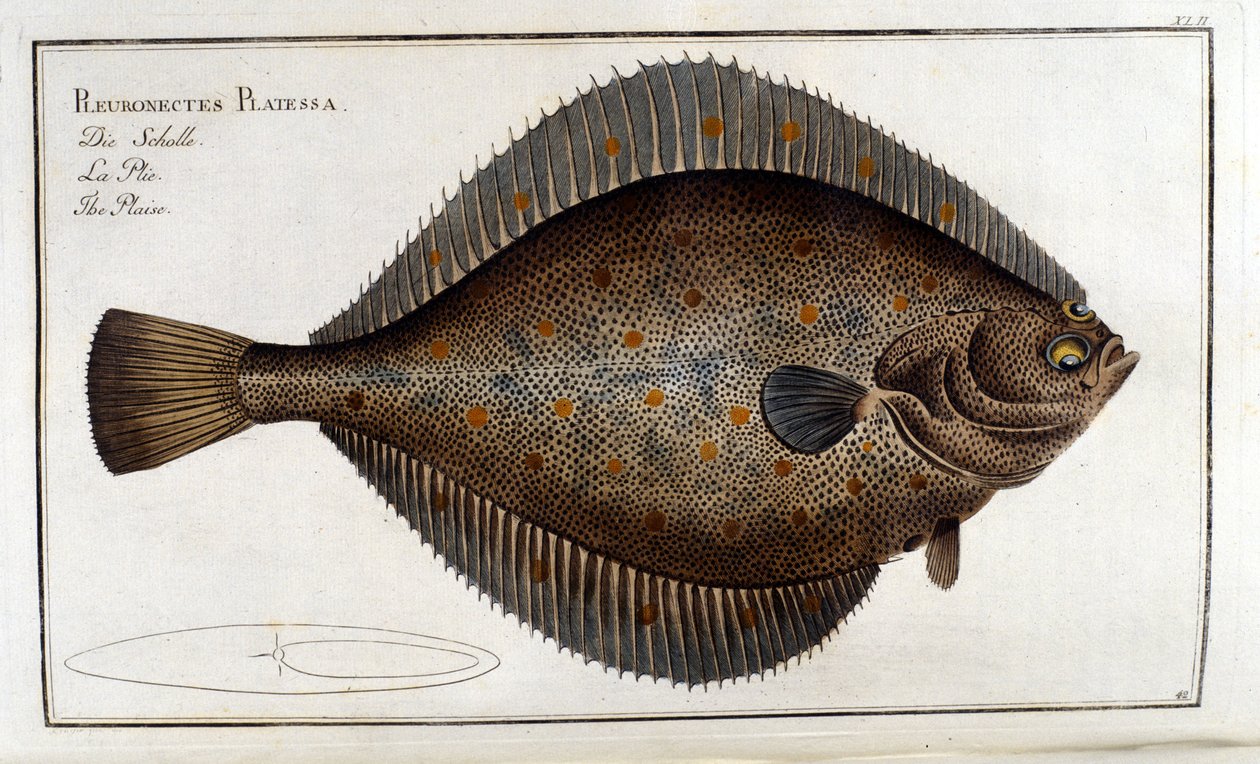 Der Steinbutt oder Pleuronectes Platessa nach Marc Elieser Bloch Ichthyologie Paris - Berlin - London 1787 von Unknown artist