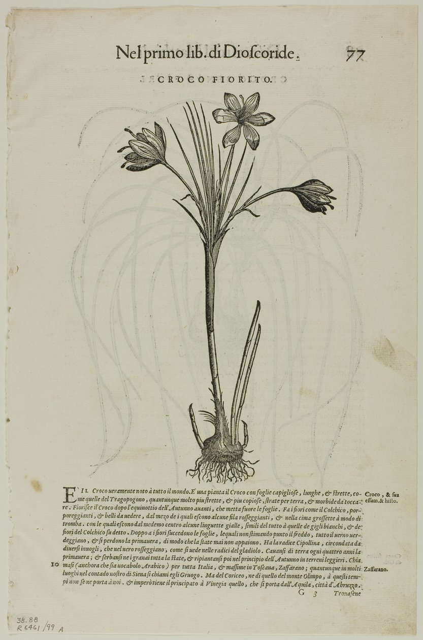 Blatt aus Discorsi von Petrus Andreas Matthiolus, Tafel 99 aus Holzschnitte aus Büchern des XVI. Jahrhunderts von Unknown artist