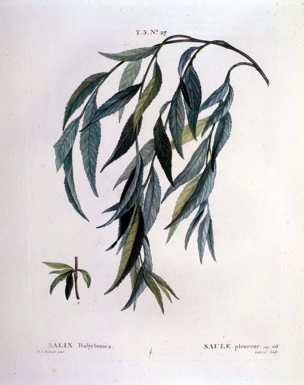 Blatt der Trauerweide (Salix babylonica) von Unknown artist