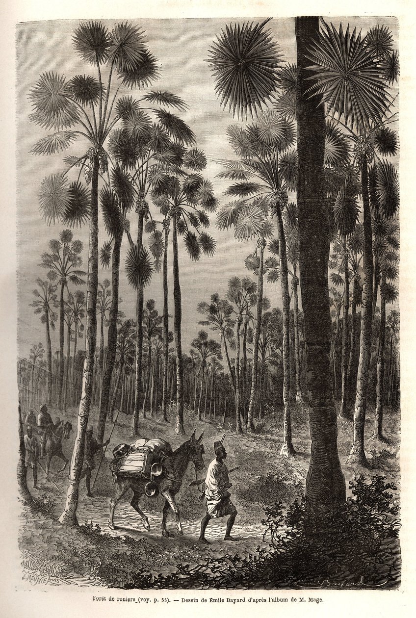 Die Karawane von Leutnant Mage schreitet in Richtung Niger voran und durchquert einen Wald von riesigen Palmen in der Provinz Damfa, Mali. Gravur zur Illustration der Reise nach Westsudan von Leutnant (Marine) M.Mage, 1863-1866, veröffentlicht in „Le tour  von Unknown artist