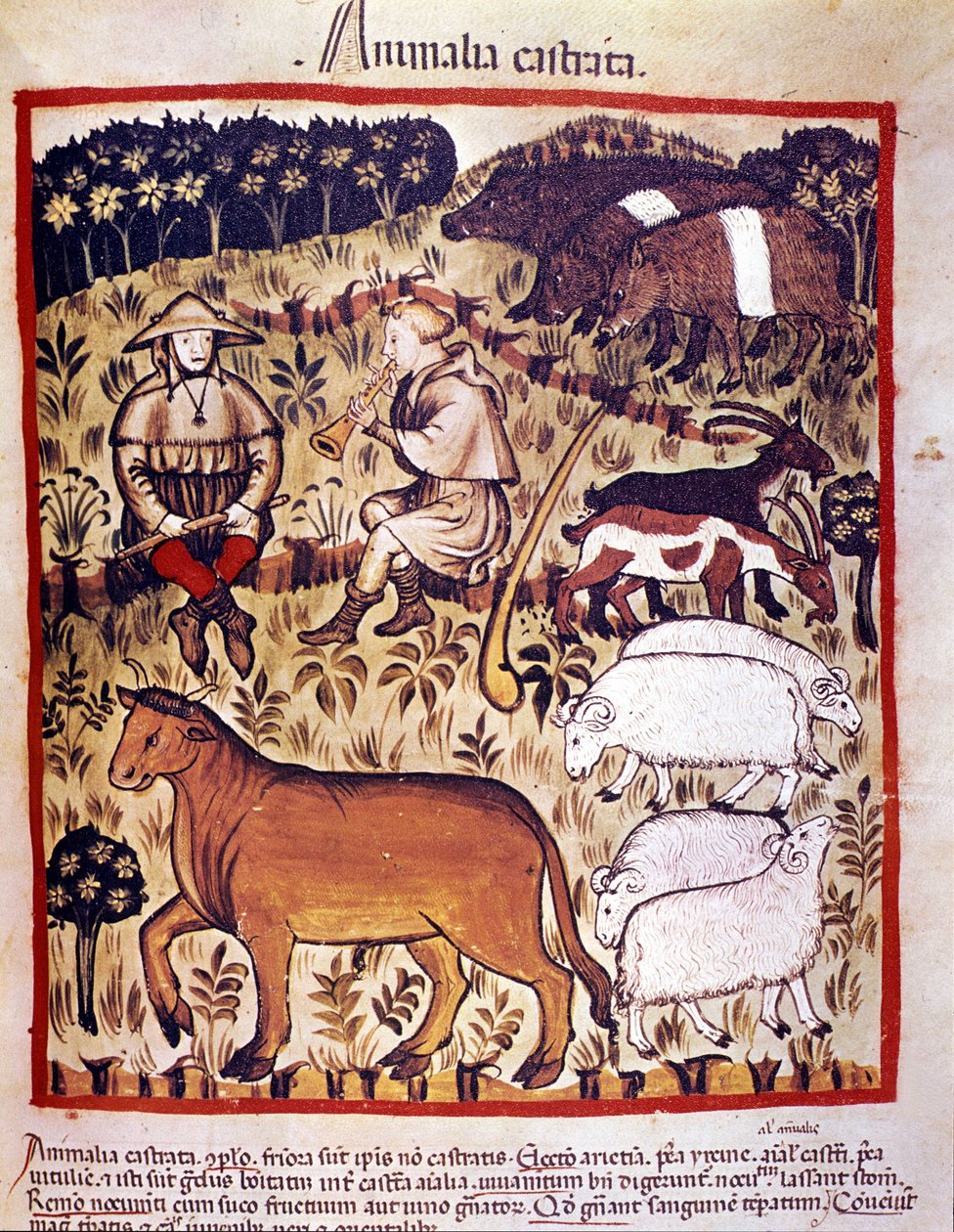 Vieh, Schafe, Ziegen und Schweine. Illumination aus dem „Tacuinum sanitatis“ von Unknown artist