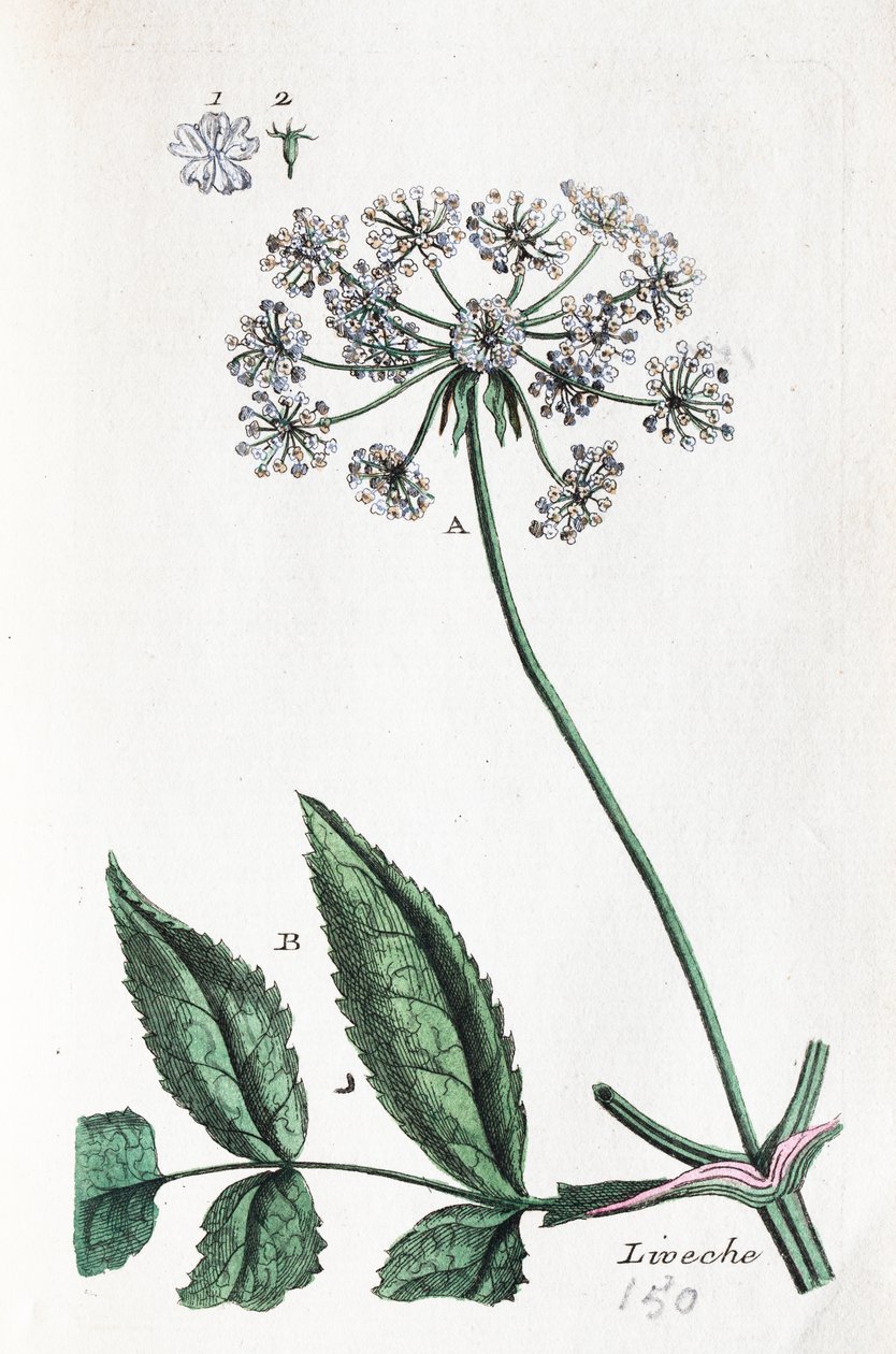Liebstöckel von Unknown artist