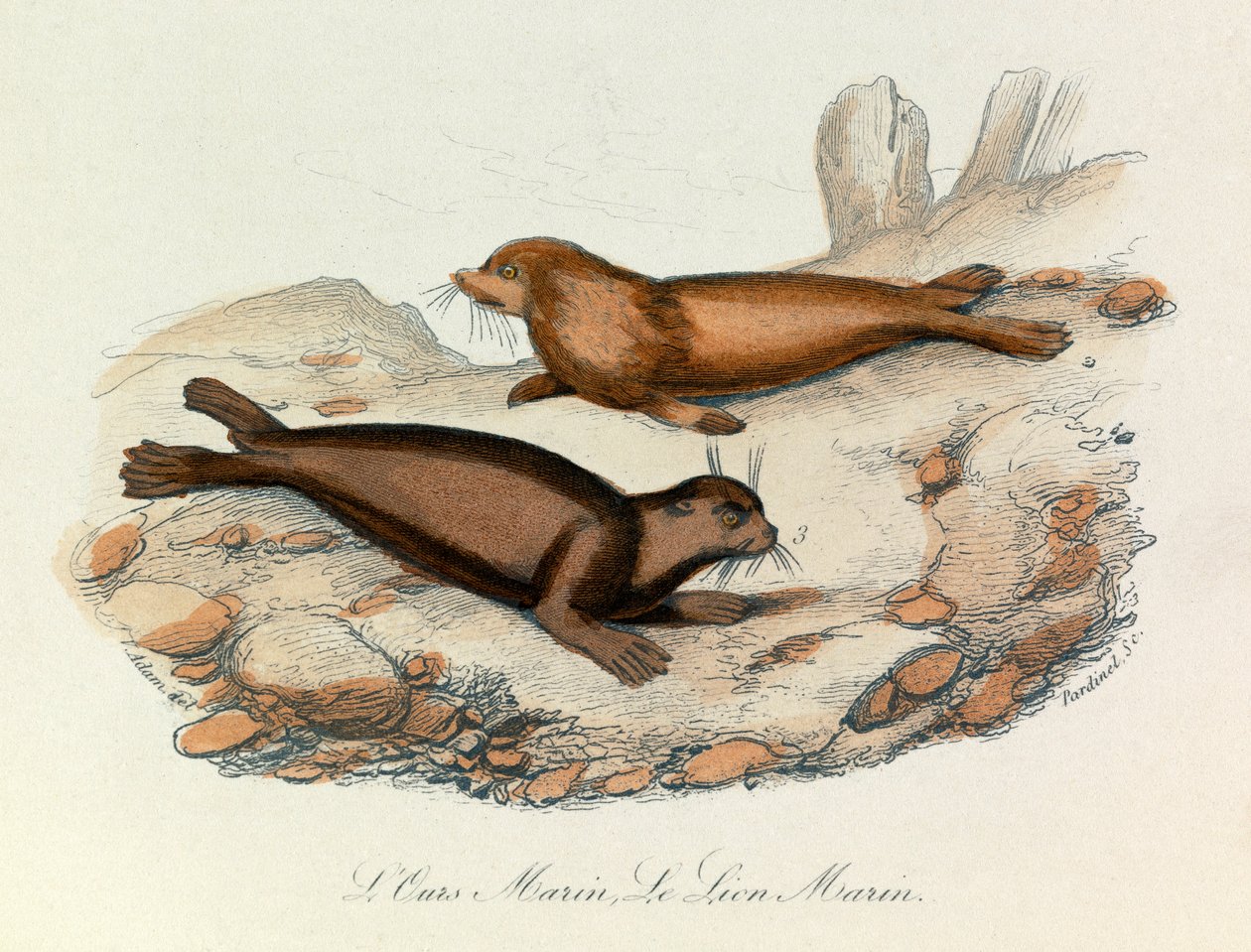 Meeresbär und Löwe klassifiziert nach Linné und Cuvier (Gravur) von Unknown artist