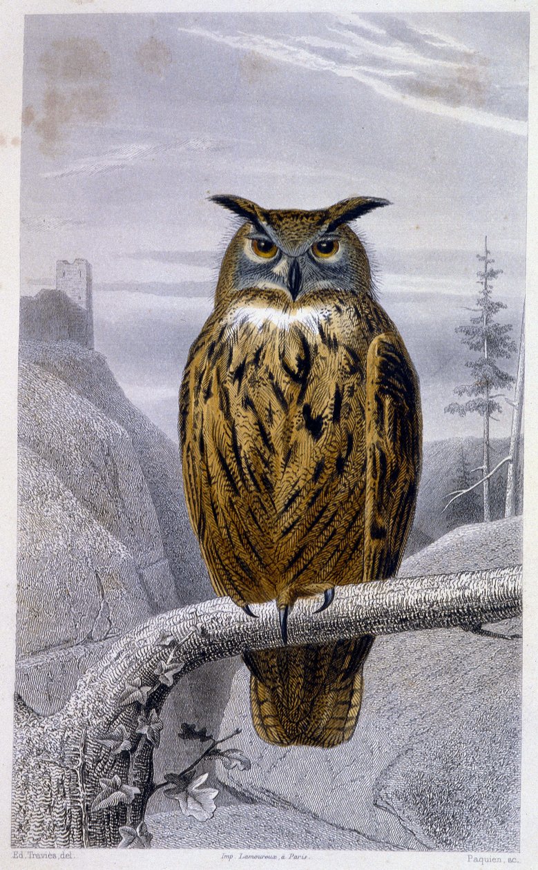 Naturgeschichtsplatte: Eule: Der Uhu - in „Werke von Buffon“, T.5, ed. Fume Jouvet & Cie von Unknown artist