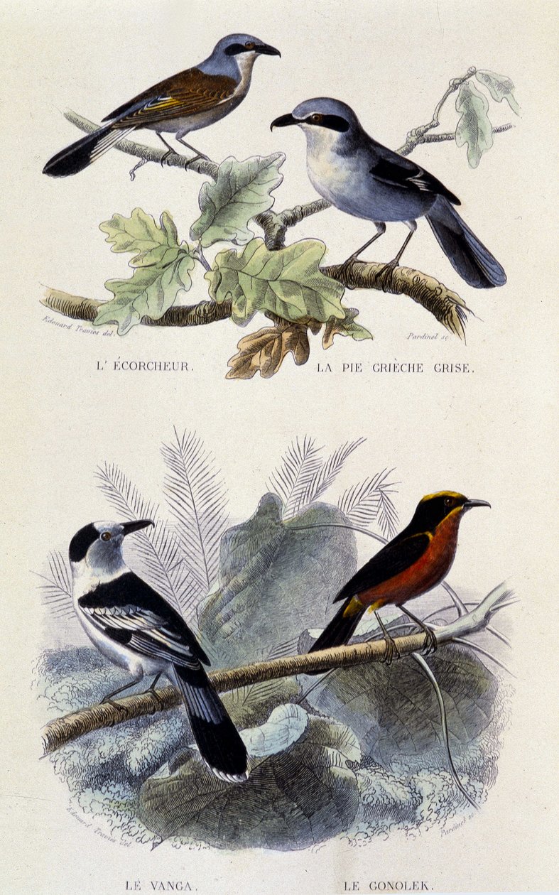 Naturgeschichtstafel: Vögel: Der Würger, die graue Elster, der Vanga und der Gonolek - in Werken von Buffon, T.5, ed. Jouvet & Cie von Unknown artist
