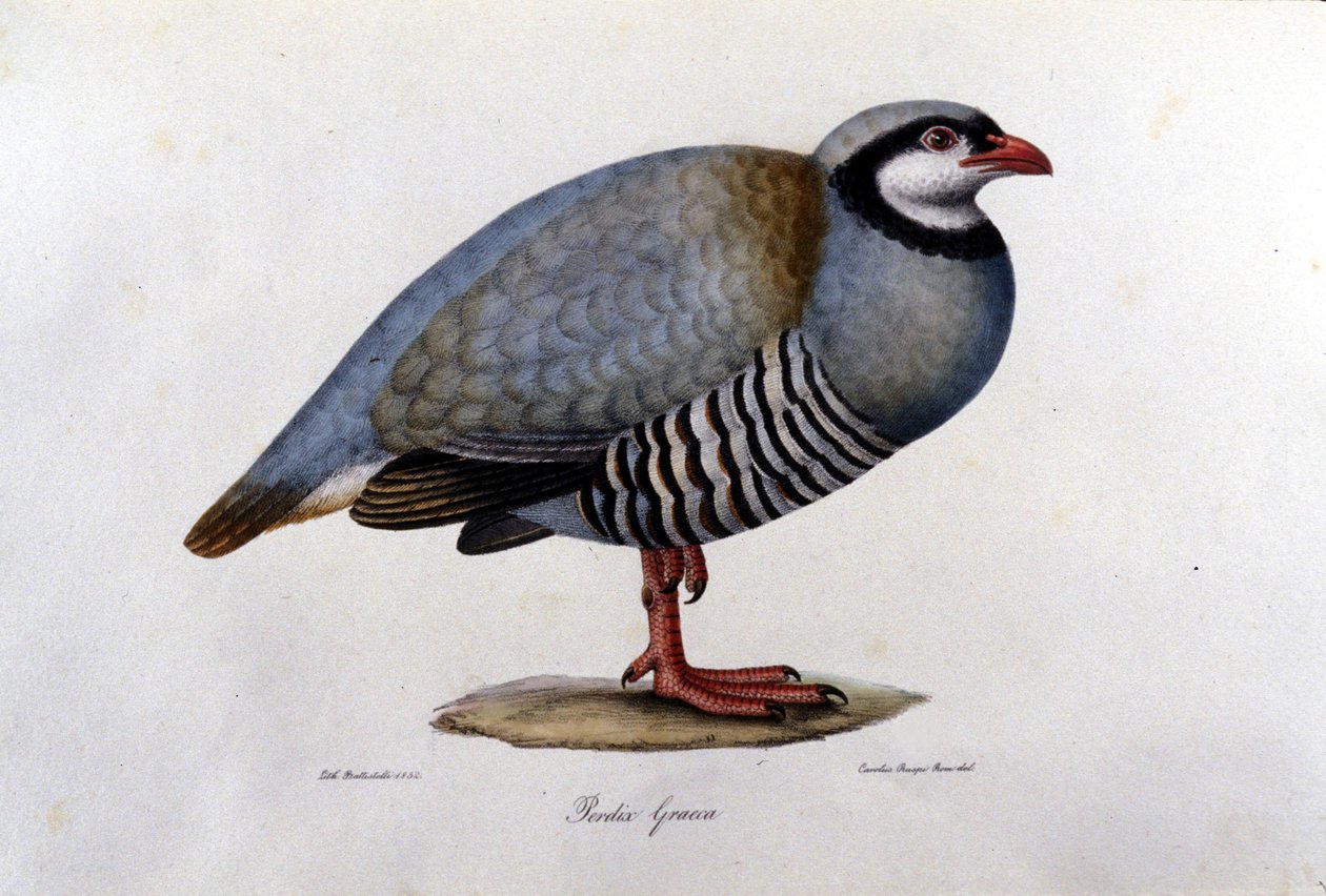 Naturgeschichtstafel, die ein griechisches Rebhuhn darstellt. Gravur des 19. Jahrhunderts. von Unknown artist