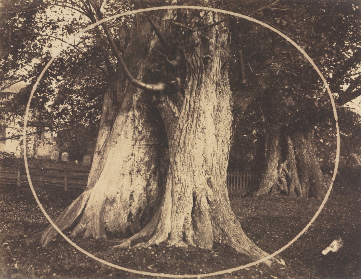 Eichenbäume auf einem Friedhof von Unknown artist