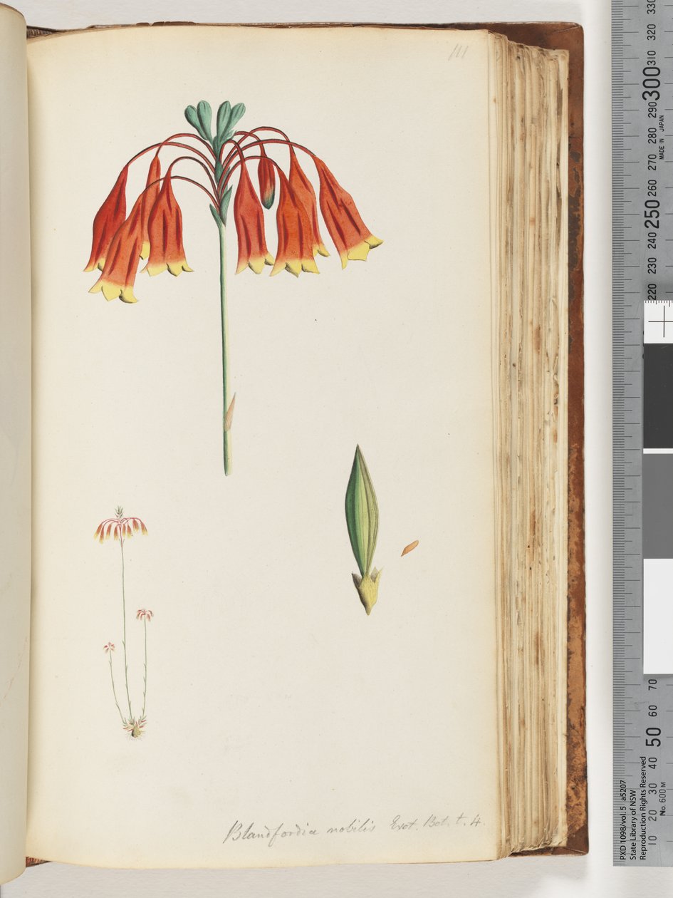 Blandfordia nobilis Exot. Bot. t. 4. Weihnachtsglocke von Unknown artist