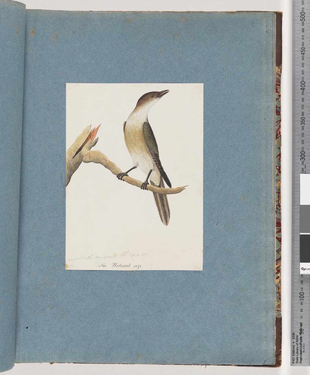 Seite 137. Unbekannter Vogel, möglicherweise der Harmonic Thrush von Unknown artist