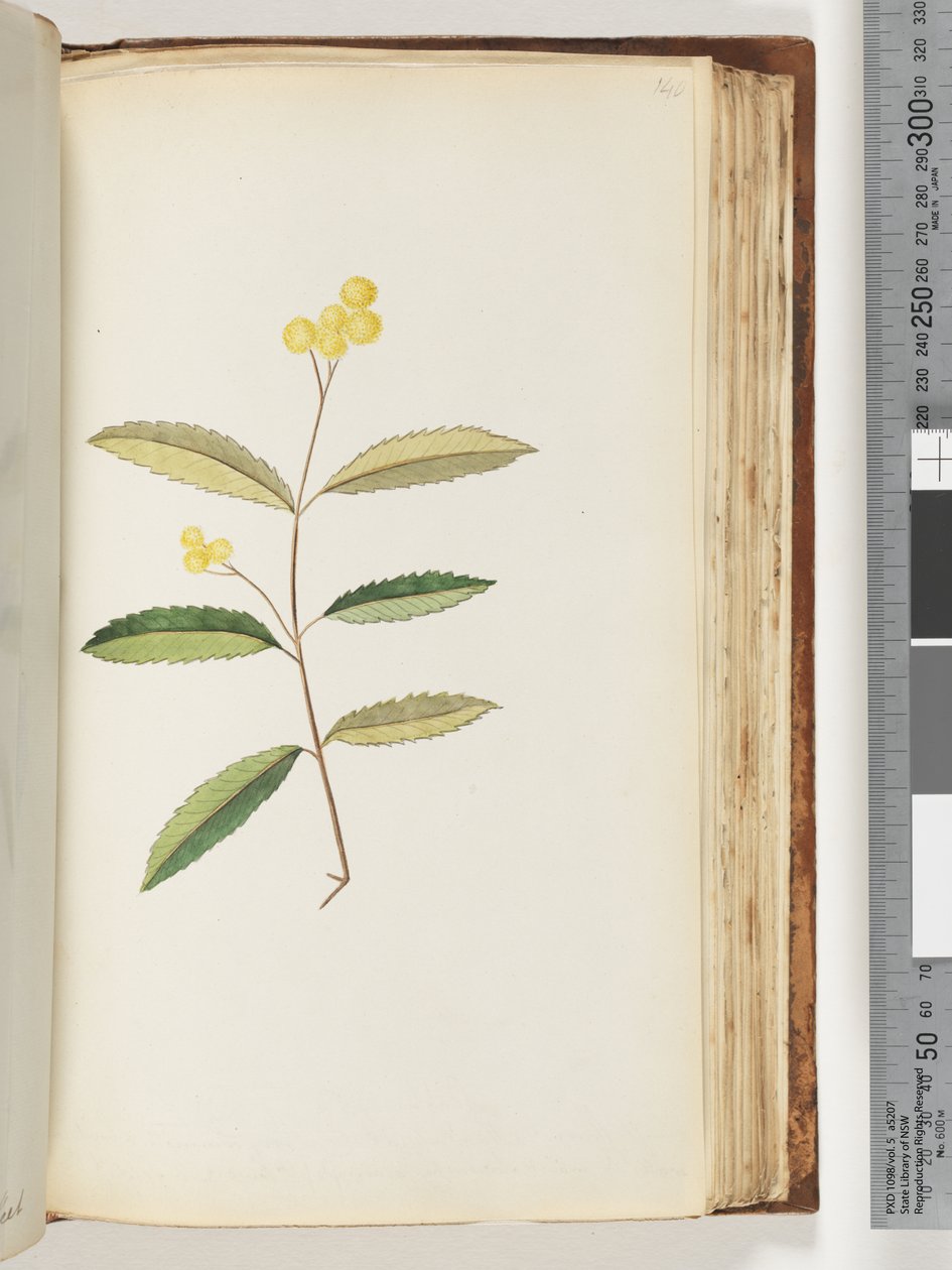 Seite 140. Unbekannte Blume, Oktober 1794 von Unknown artist