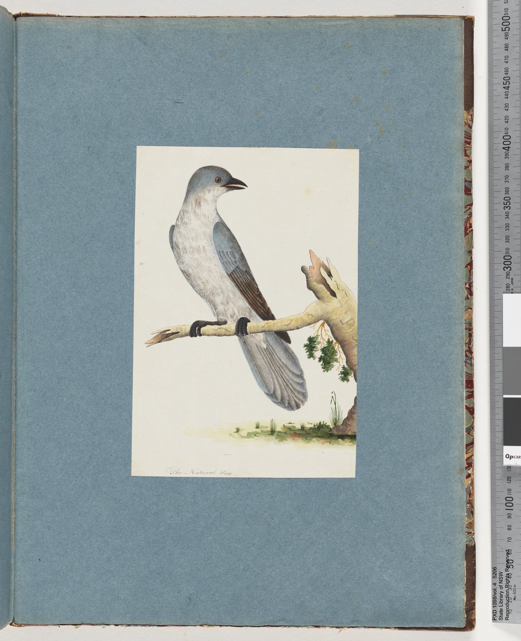 Seite 145. Unbekannter Vogel von Unknown artist