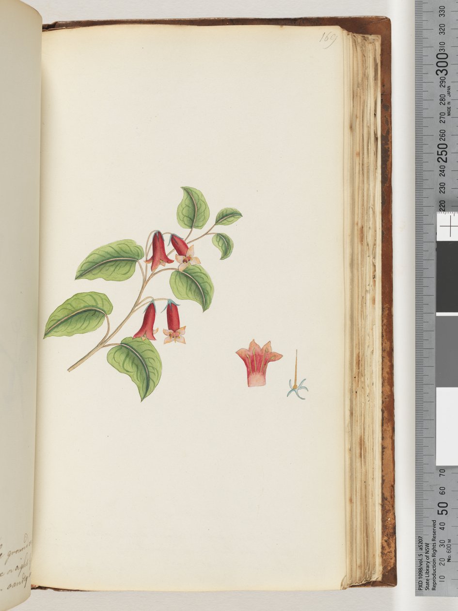 Seite 169. Unbenannte Blütenpflanze von Unknown artist