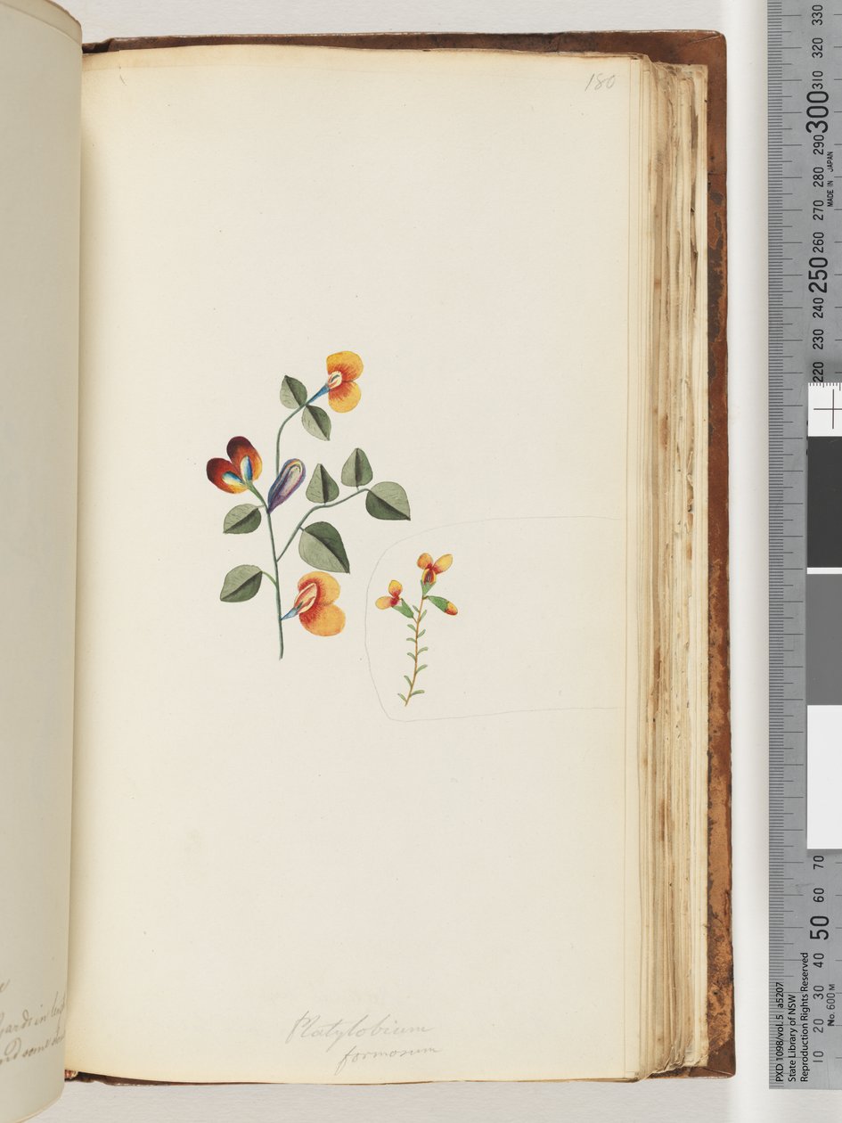 Seite 180. Platylobium formosum / Schöne Flach-Erbse von Unknown artist