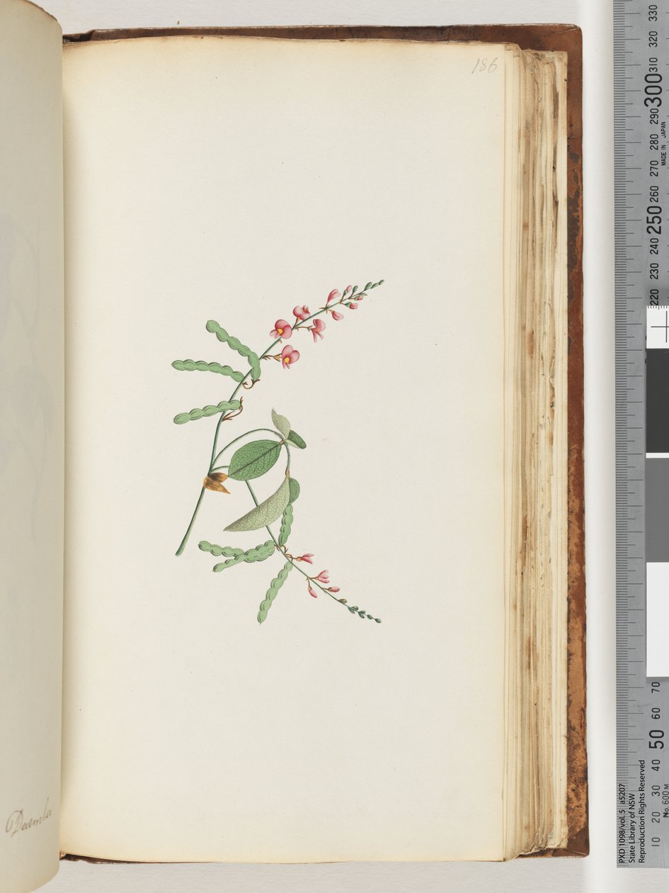 Seite 186. Blütenpflanze, eine Kletterpflanze von Unknown artist