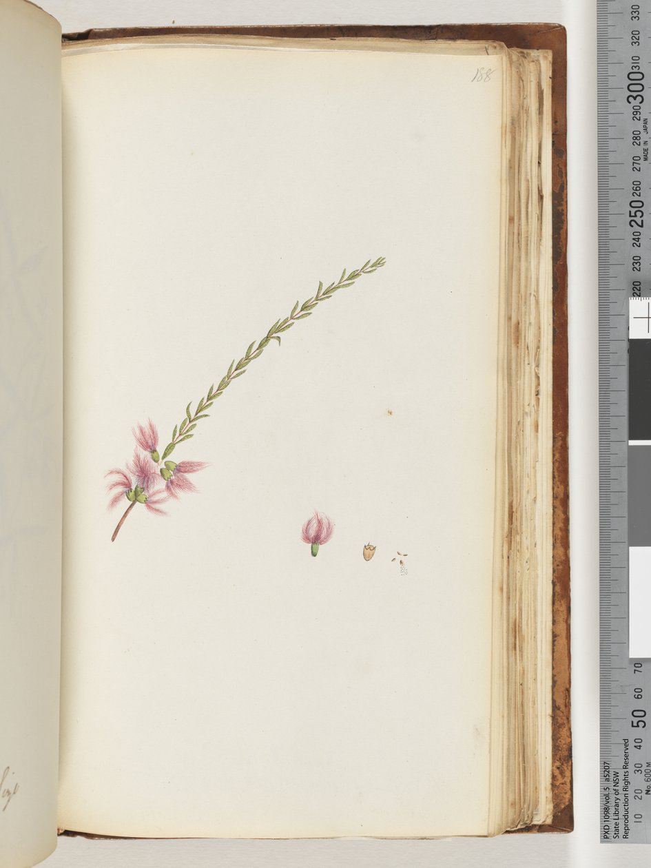 Seite 188. Unbekannte Pflanze von Unknown artist