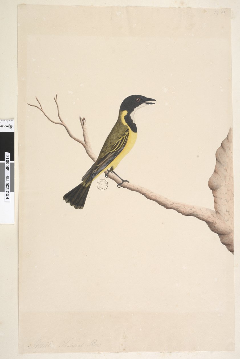 Seite 19. April. Natürliche Größe. Goldbrustpfeifer Pachycephala pectoralis, Männchen von Unknown artist
