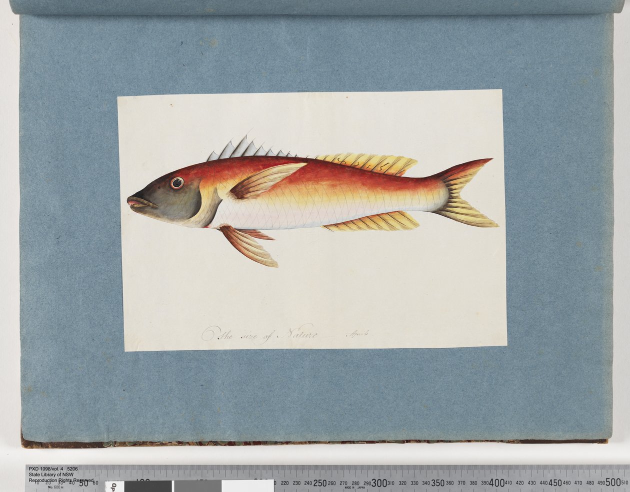 Seite 20. Unidentifizierter Fisch von Unknown artist