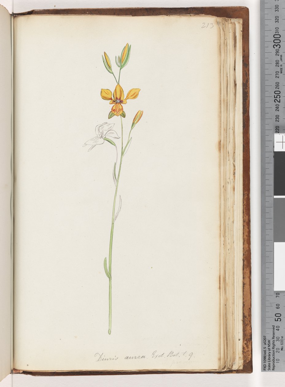 Seite 213. Diuris aurea. Exot. Bot. t. 9. Goldene Esel-Orchidee von Unknown artist