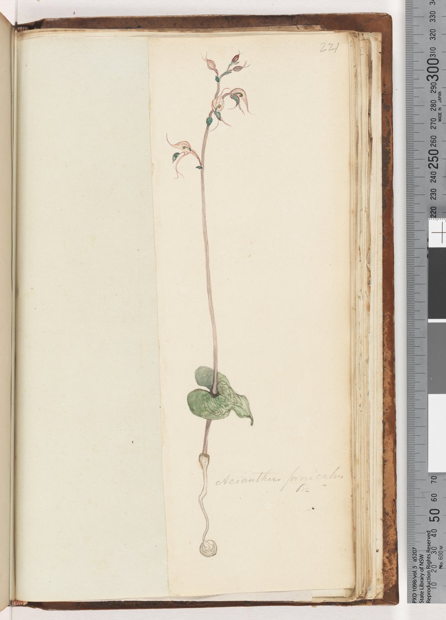 Seite 221. Acianthus fornicatus Br / Pixie Caps von Unknown artist