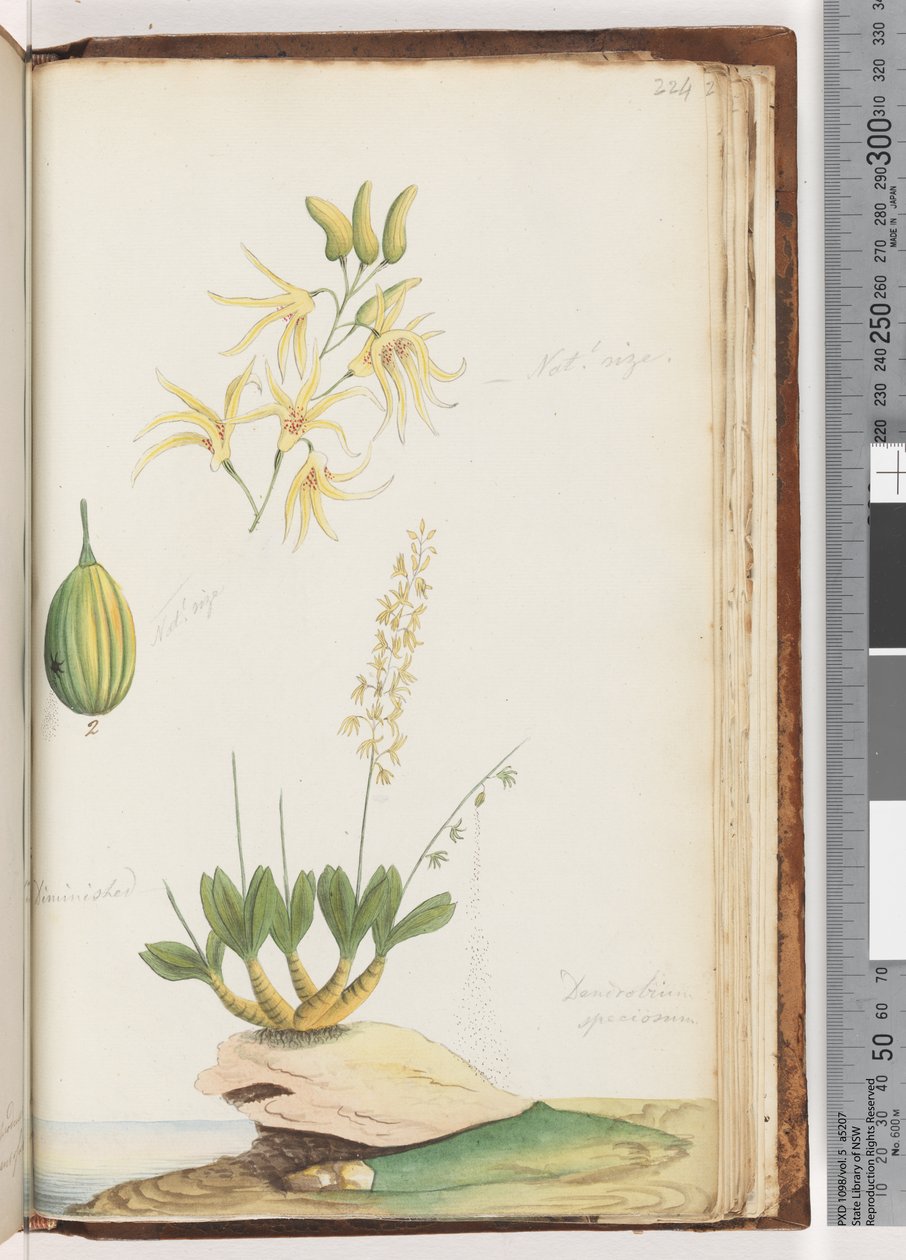 Seite 224. Dendrobium speciosum / Felsenorchidee von Unknown artist
