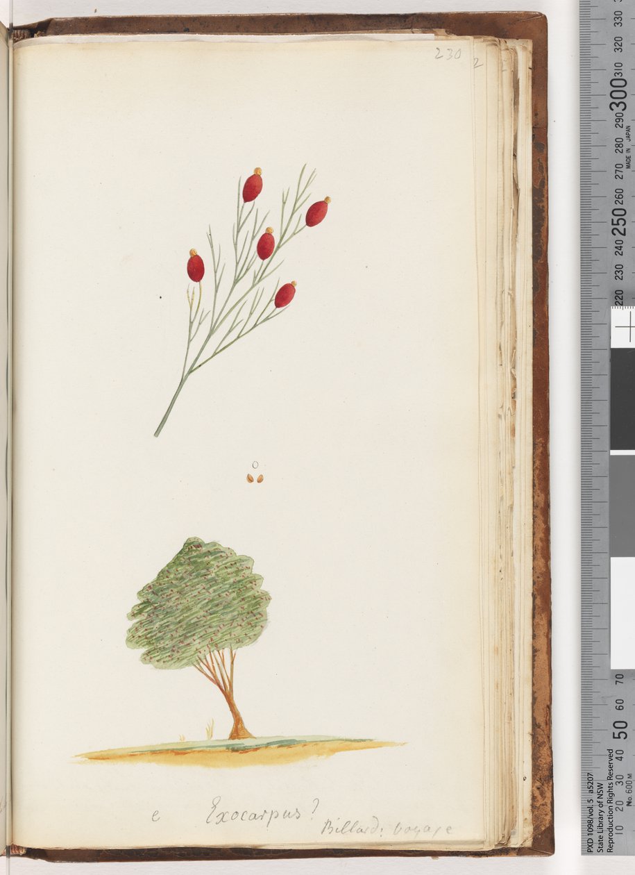 Seite 230. Exocarpus? Billard: Reise / Die Kirsche von New South Wales von Unknown