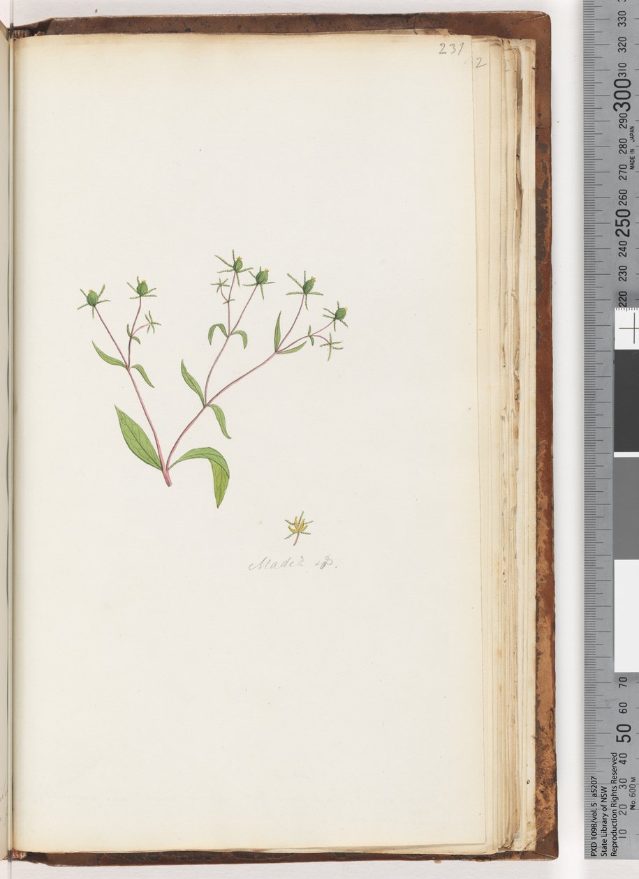 Seite 231. Madia sp von Unknown artist
