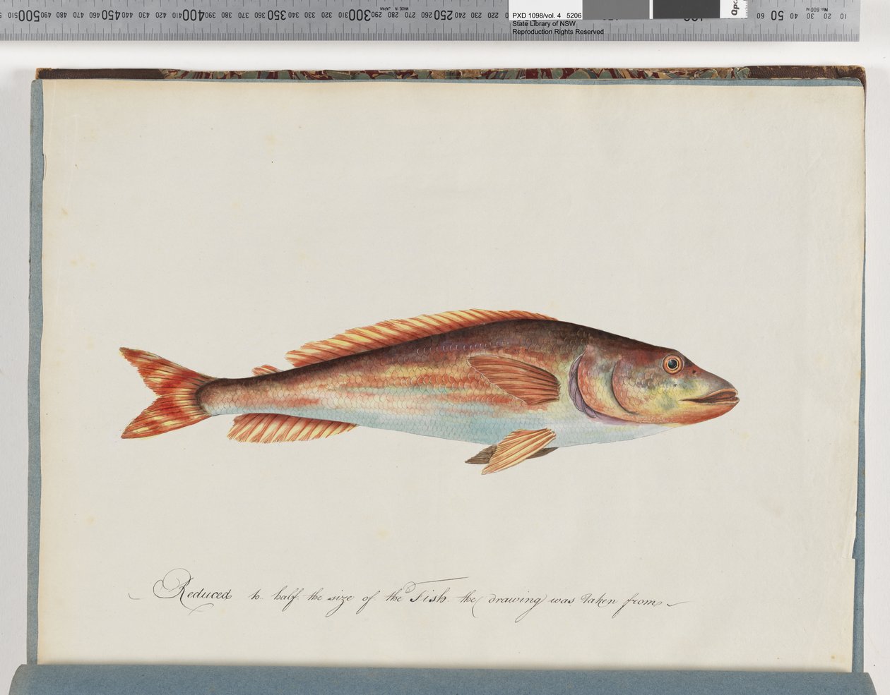 Seite 29. Unidentifizierter Fisch von Unknown artist