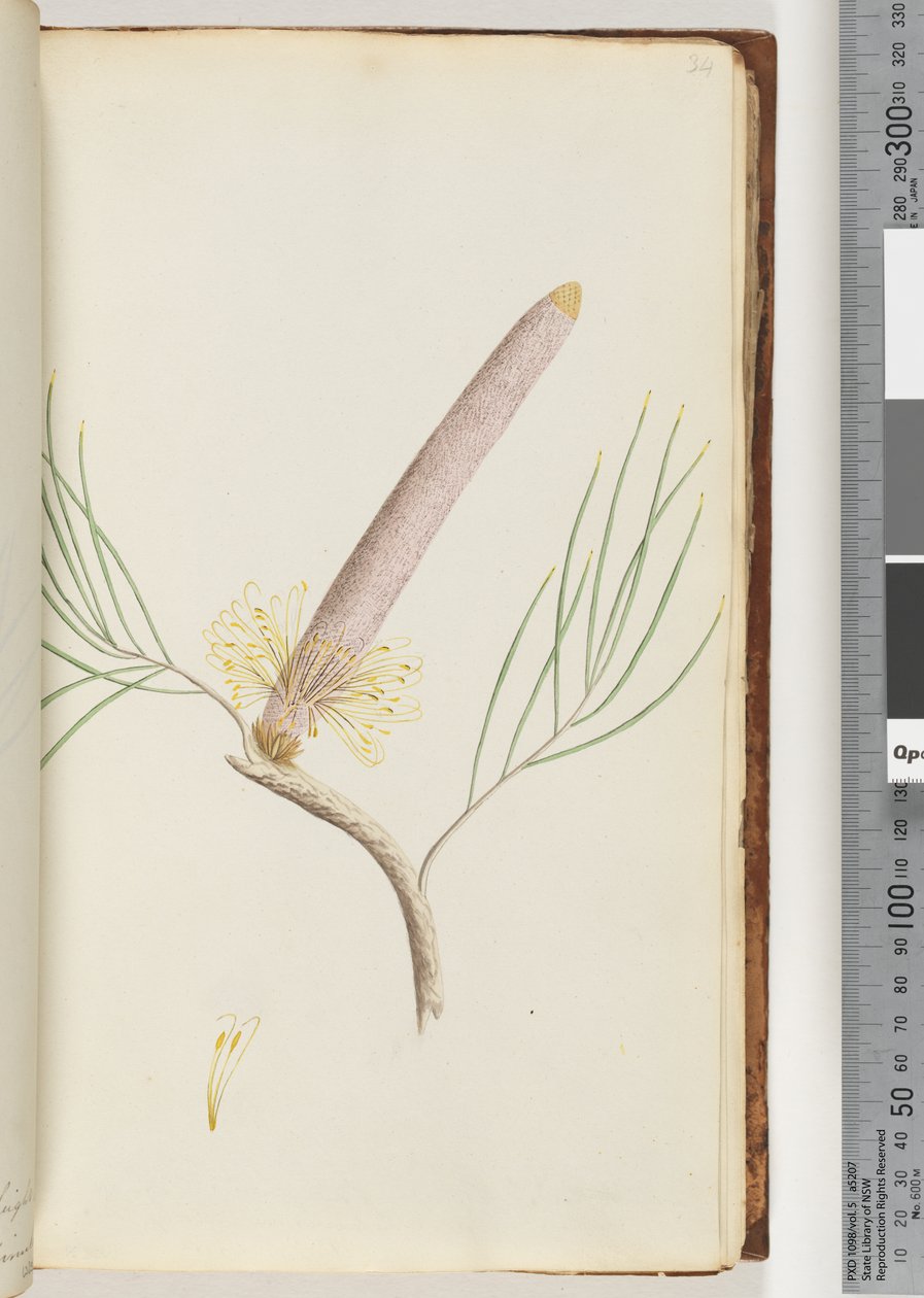 Seite 34. Eine Banksia von Unknown artist