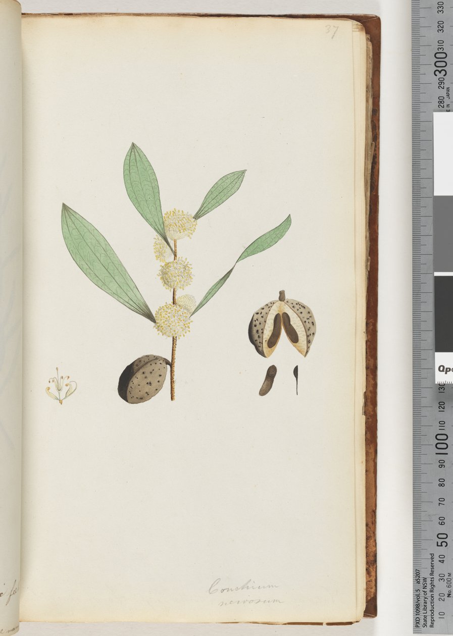 Seite 37. Conchium nervosum von Unknown artist