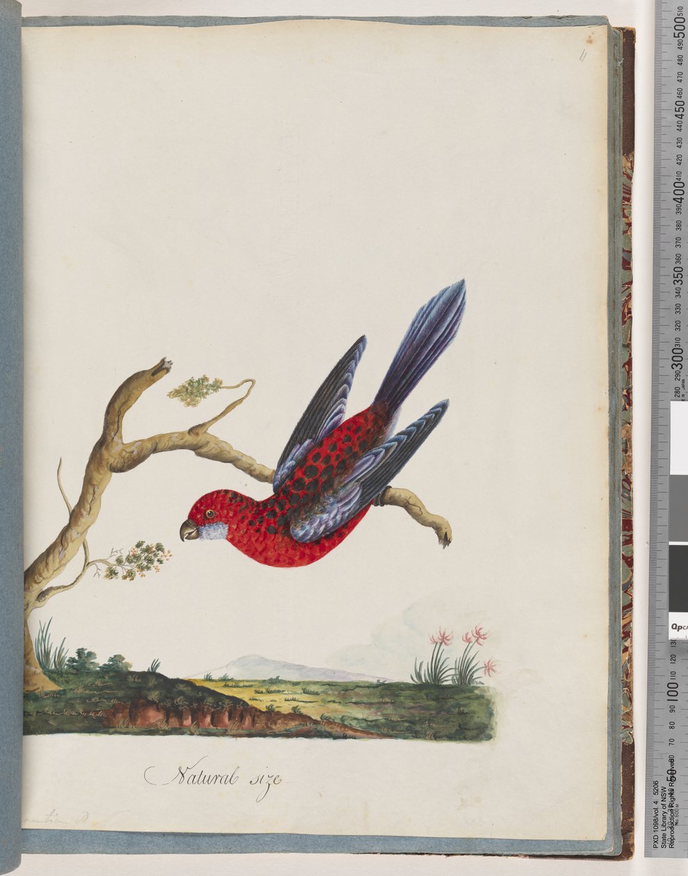 Seite 45. Scharlachrosella. Pennant-Sittich von Unknown artist