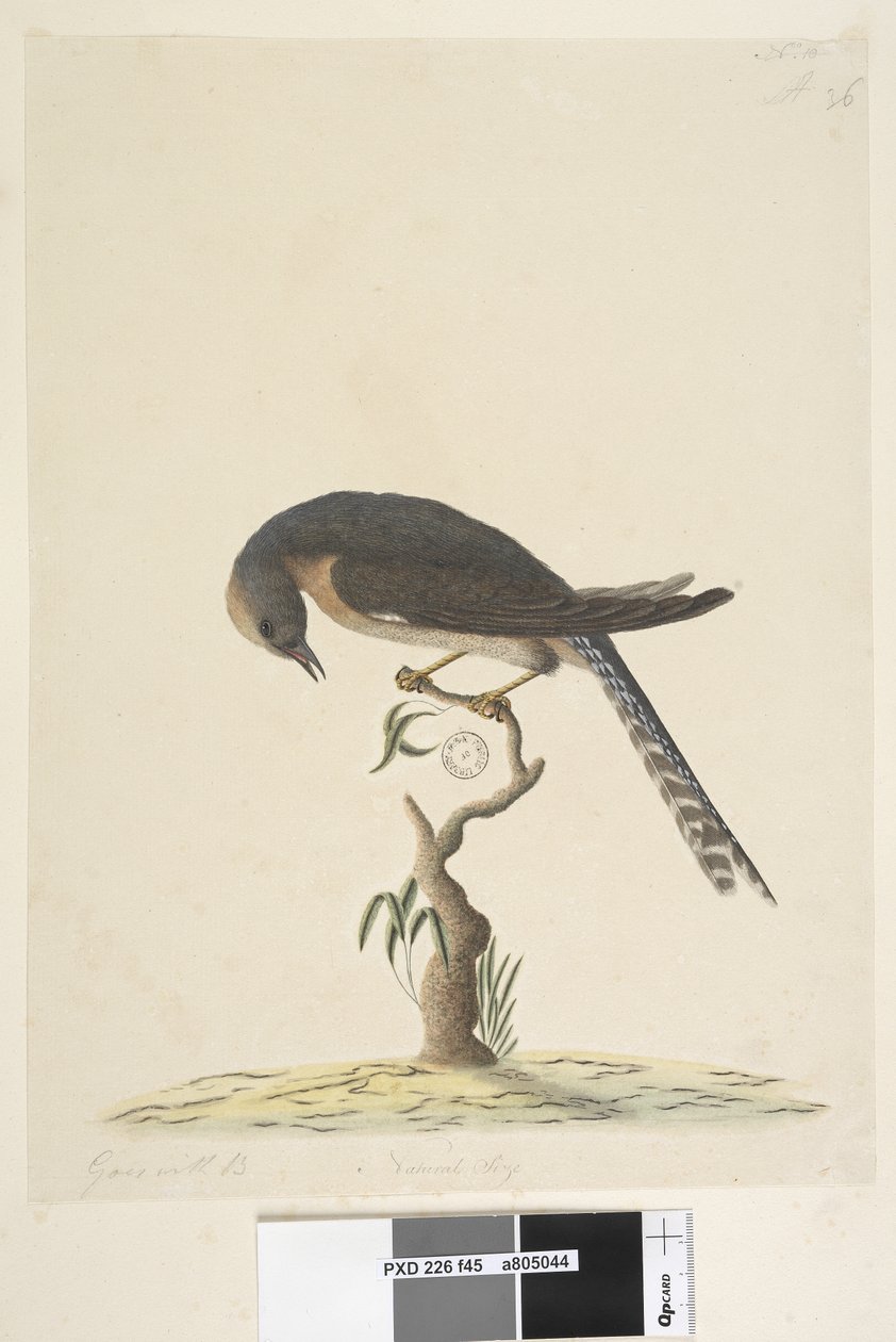Seite 45. Natürliche Größe. oben rechts in anderer Hand A unten links Geht mit B, d.h. f.44 Fächerschwanzkuckuck Cacomantis pyrrhophanus, 1791-92 von Unknown artist