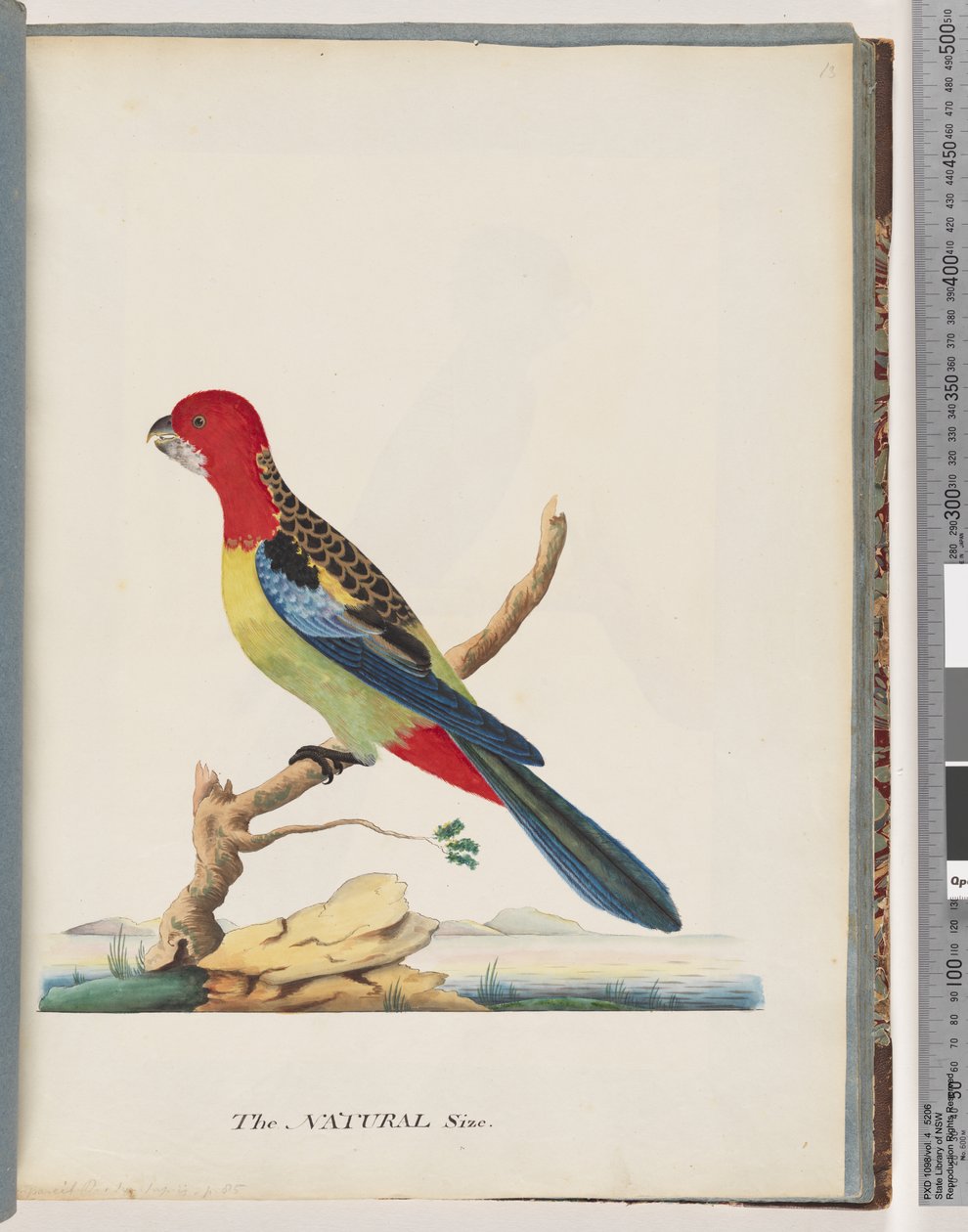 Seite 47. Östliche Rosella. Nonpareil-Sittich von Unknown artist