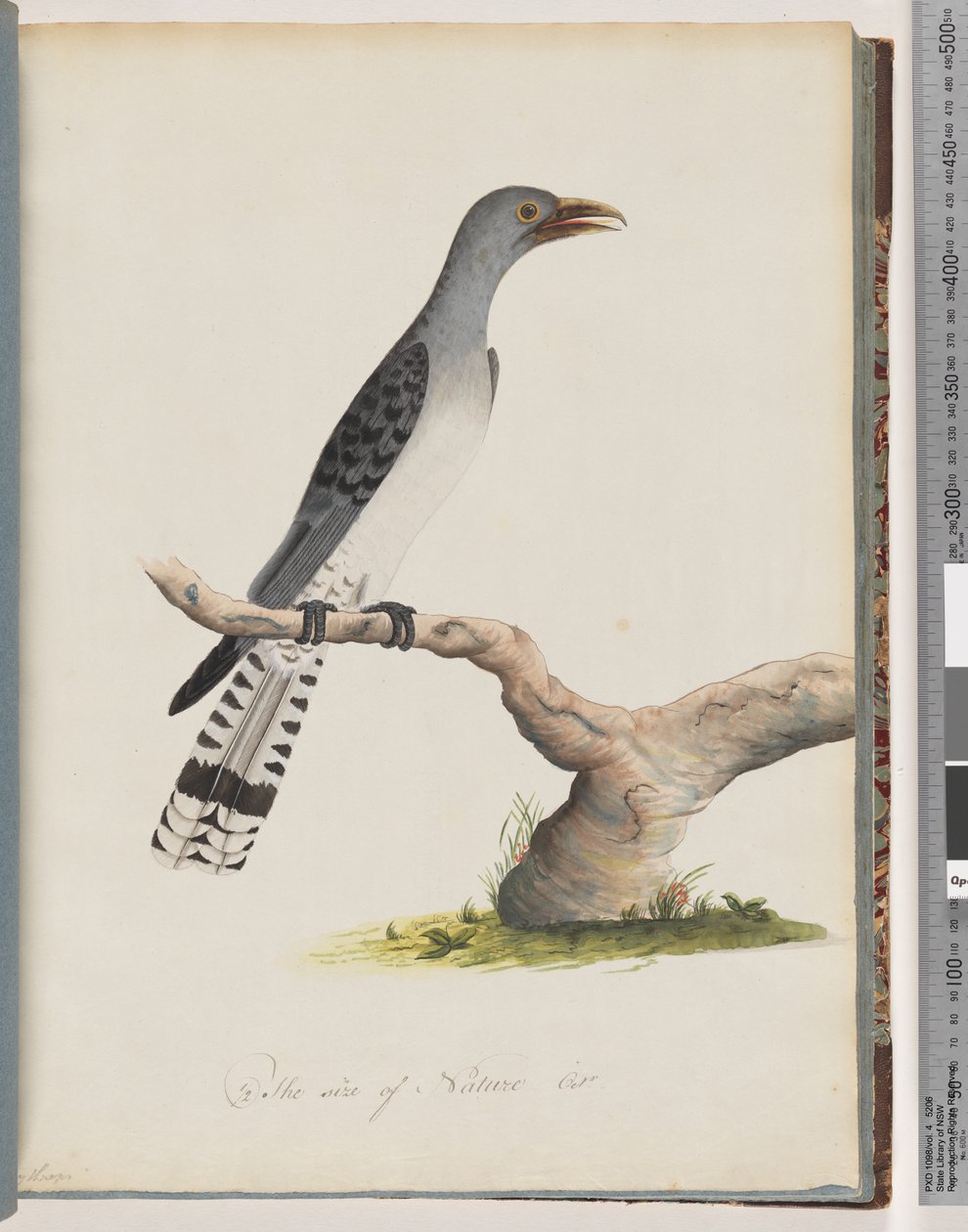 Seite 49. Unidentifizierter Vogel. Scythrops von Unknown artist