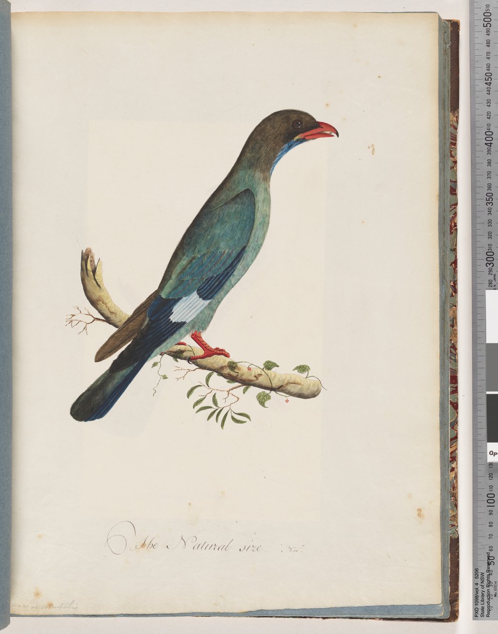 Seite 51. Dollarvogel. Coracius orientalis von Unknown artist