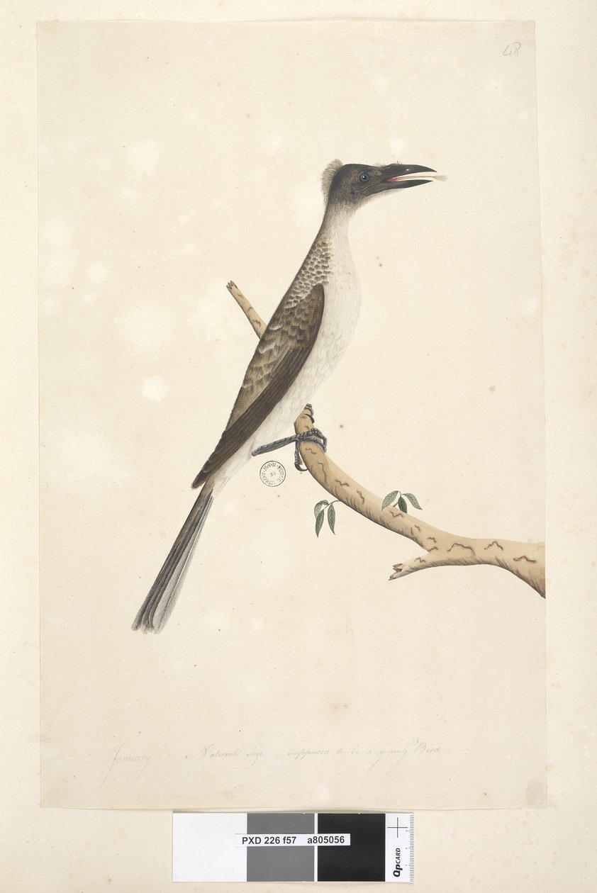 Seite 57. Januar. Natürliche Größe, vermutlich ein junger Vogel. Lärmvogel Philemon corniculatus von Unknown artist