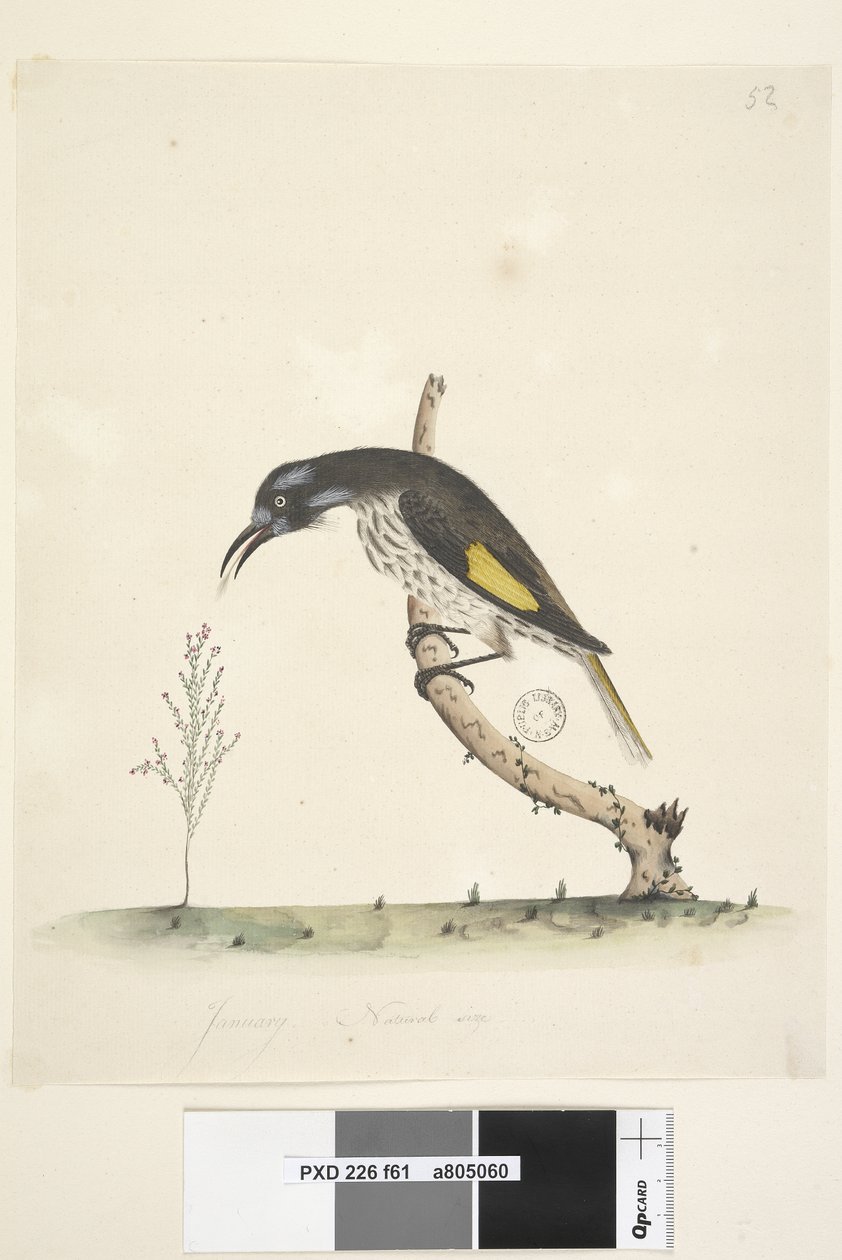 Seite 61. Januar. Natürliche Größe Gelbflügel-Honigfresser Meliornis novae, hollandiae, 1791-92 von Unknown artist