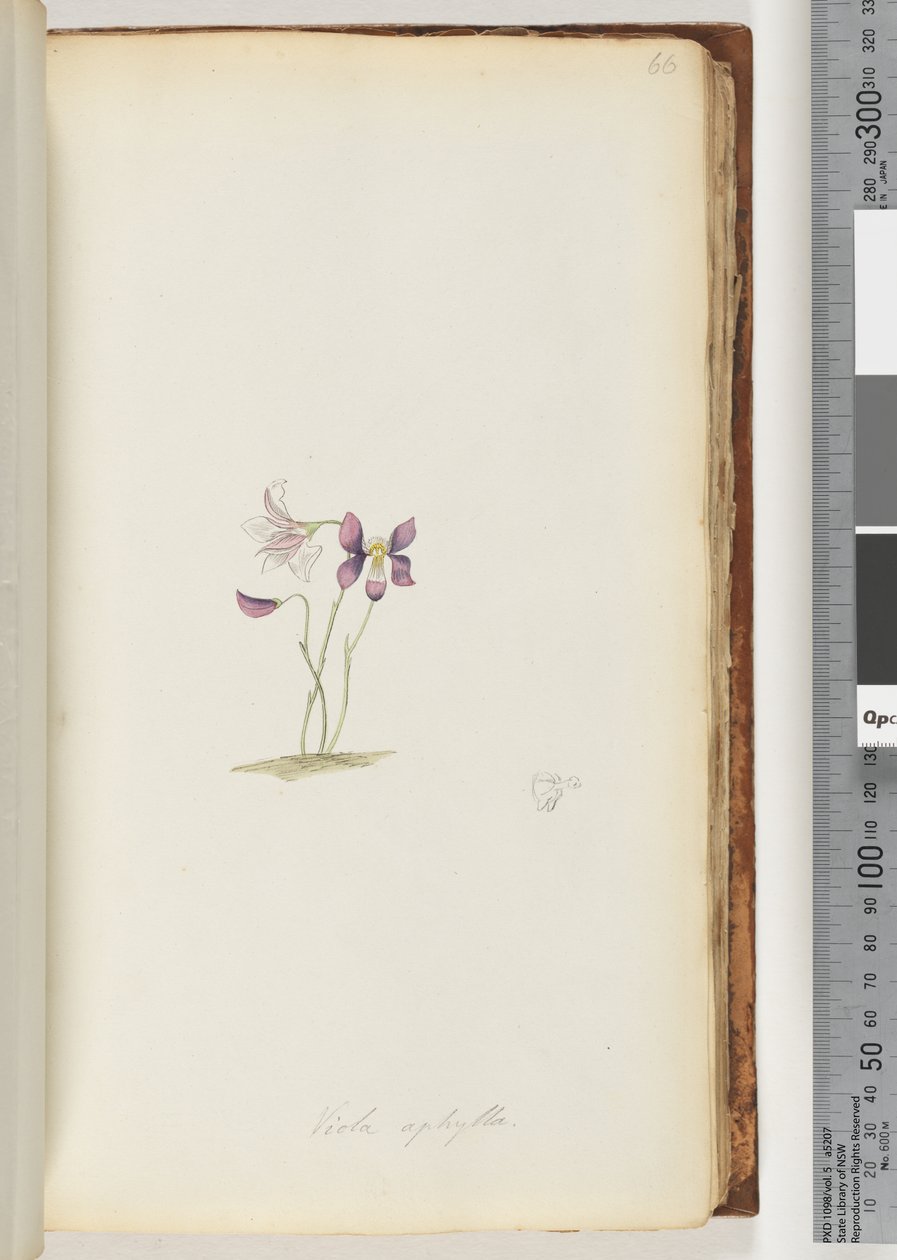 Seite 66. Viola aphylla / Wildes Veilchen von Unknown artist