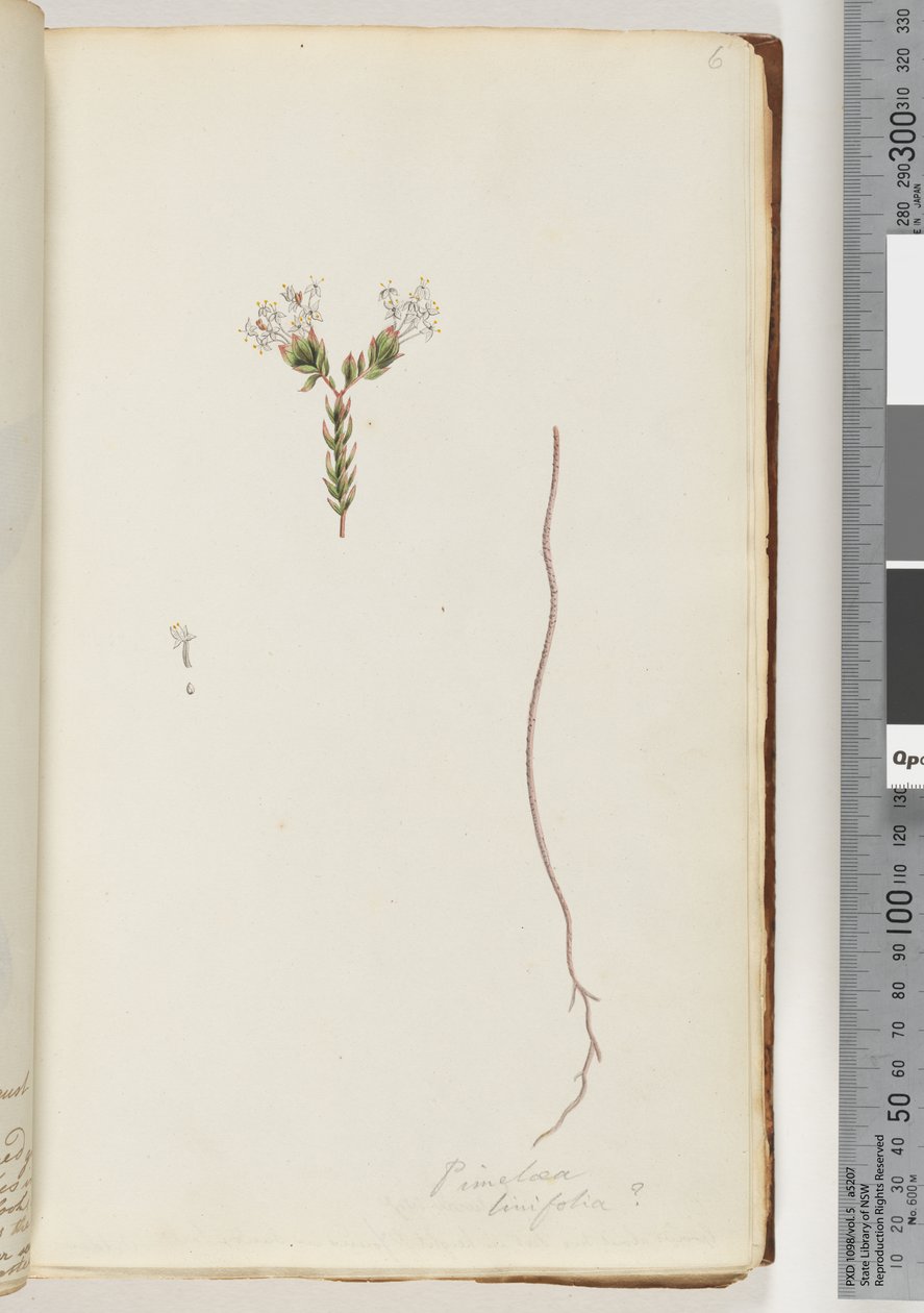 Seite 6. Pimeloea linfolia von Unknown artist