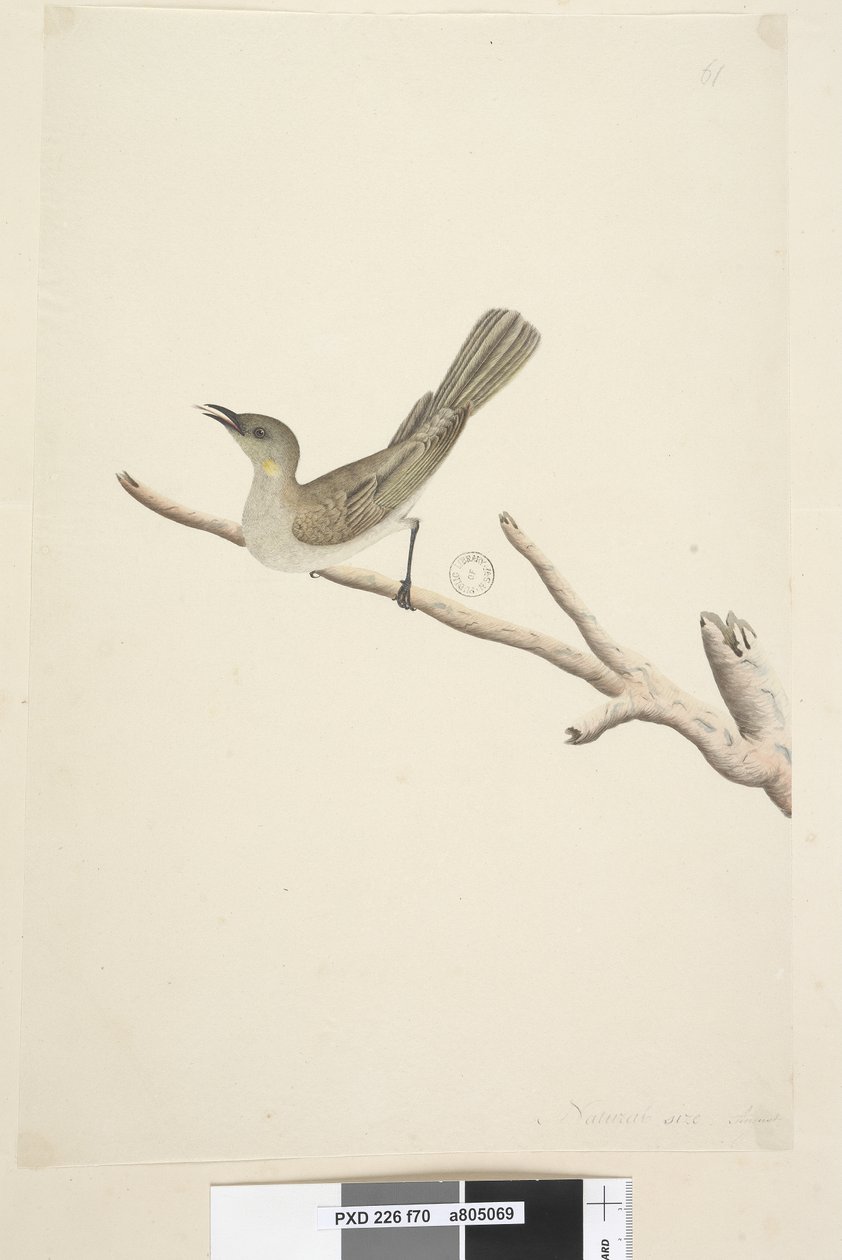 Seite 70. Natürliche Größe. August Fuscous Honigfresser Lichenostomus fuscus, 1791-92 von Unknown artist