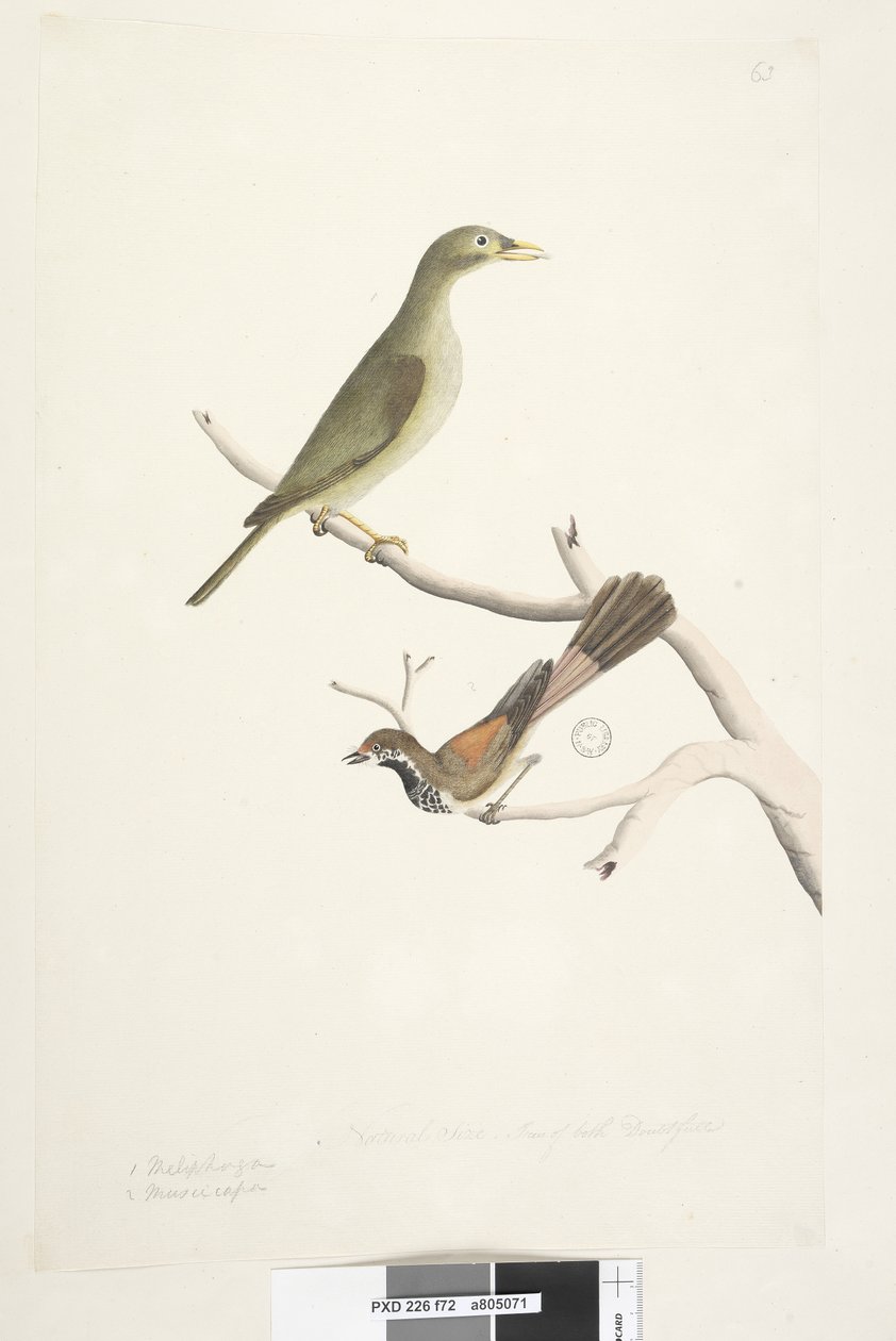 Seite 72. Natürliche Größe. Glocken-Miner Manorina melanophrys und Rotschwanzschnäpper Rhipidura rufifrons von Unknown artist